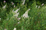 White meadowsweet